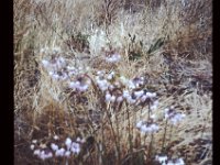 Flower slide 3